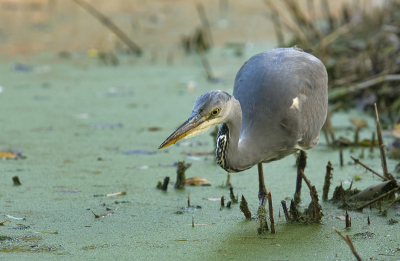 Voor mij een oude foto, mar aangezien ik nog niet zolang actief ben op bp wilde ik toch even laten zien. eerst de 300 met 1.4 converter, toen de 300mm, uiteindelijk kwam hij zo dichtbij dat ik de 70-200 kon gebruiken.