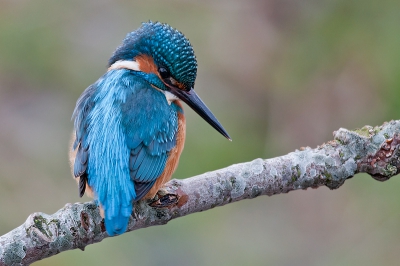 Eindelijk weer eens een IJsvogel voor de lens vandaag. Het blijft een boeiend soort.