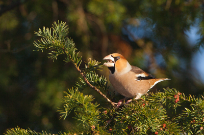 Voor het eerst dat ik een appelvink heb kunnen vastleggen en dat wel een week lang.
Deze zaten in en grote taxusboom zich goed te doen aan de vele bessen achter het gemeentehuis ong. 50 stuks.

Gr. Jan