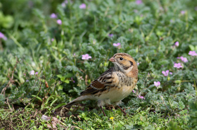 n van de hoogtepunten van afgelopen jaar vond ik de hoge aantallen ijsgorzen in het najaar. Ik had ze nog nooit eerder aan de grond gezien. Al in september waren er vogels in Nederland aanwezig. Dit exemplaar op de maasvlakte liet zich fantastisch zien en fourageerde mooi tussen de reigersbekjes.