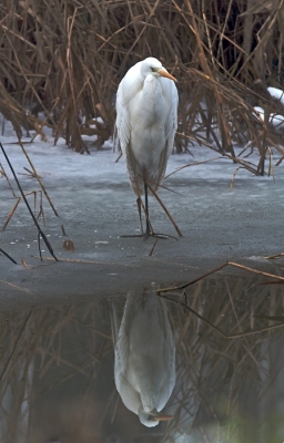 Op de rand van water en ijs staat deze Grote zilverreiger een beetje te ' blauwbekken'  en loeren op een visje.