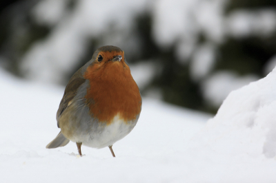 ik was in de tuin foto's aan het maken van een merel toen opeens deze roodborst langs kwam en even ging poseren. daarna vloog hij weer weg.