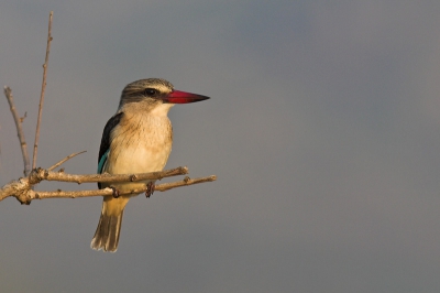 Hoi allemaal,

Bij deze mijn eerste plaatje uit Zuid-Afrika, ik ben net terug van mijn 3 maandse stage daar.  Deze bruinkapijsvogel heb ik op het eind van de dag gefotografeerd vanuit de auto. Hij zat in een boom langs de weg vlak bij een klein plasje, het is de algemeenste ijsvogel in het park en je ziet ze ook vaak ver van het water af. 


Canon EOS 10D 300mm F4 IS L + TC1.4xII 
ISO 200, 1/400e F6.3 licht gecropt