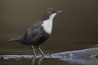Na de jaarwisseling ook tijd geinvesteerd in de waterspreeuw. Wilde geen beton op de foto.