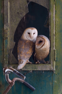 Deze foto is gemaakt in een stal die al vijf jaar is verlaten vandaar dat de vogels zich ook gemakkelijk overdag lieten zien en volledig aan mij gewent waren.
De foto is gemaakt vanuit een schuilhut op het statief met draadontpanner