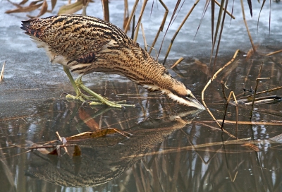 Na een tijdje door het riet geslopen te hebben, gaat deze roerdomp even naar een stukje open water in de vaart op zoek naar visjes. 
En dat lukte goed, ook daar wat opnames van gemaakt.