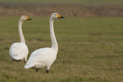 Ik kwam een groepje wilde zwanen tegen. Over een sloot (kon gelukkig met dat ijs) en door een stuk weiland lopen. Uiteindelijk deze foto kunnen maken. Had deze nog niet eerder kunnen fotograferen!