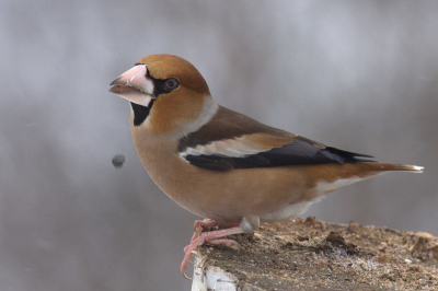 Flock of Hawfinches are regular visitors of my garden, where they are normaly the masters of the bird table.