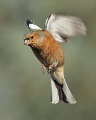 Ik zag dat sommige vinken in de tuin eerst een tijdje fladderen voor ze landen en dat heeft me een tijdje bezig gehouden om dat op de foto te krijgen. Uit mijn raam gefotografeerd.