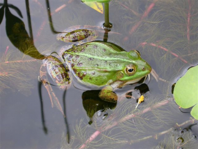 De enigste poelkikker in onze vijver en hij is nog behoorlijk actief met kwaken. Jammer genoeg niet met de kwaakblazen op de foto.