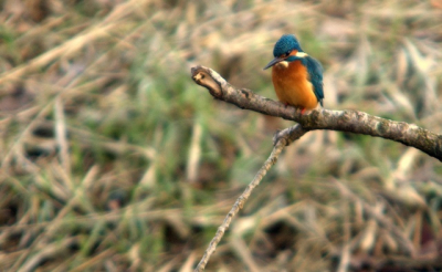 Vandaag vroeg op pad om nog even met m'n pa kijken of we de ijsvogel zagen, na een uur kou lijden. Het was ongeveer (0 gr.) en een ondergaande zon.
Al lang blij na een lange tijd weer een ijsvogel te zien.
