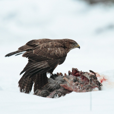 Buizerd op reenkadaver. Elke dag komt hij langs. Vaak staan z'n collega's op wacht om hem af te lossen.
