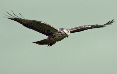 Even een rondje door de polder en daar zag ik deze buizerd die aan het bidden was.