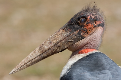 Dit is wel de lelijkste vogel van Afrika. Verschrikkelijk om te zien dit vuilnisbakkenras, maar fascineert steeds en heb ditmaal voor een portret gekozen om heb extra de foto genomen waarbij hij zijn oogkapje half dichttrekt dat accentueert de lelijkheid een beetje meer.