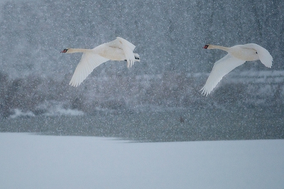 In een zware sneeuwstorm hoorde ik ze aankomen en met wat geluk pikte de autofocus ze op.