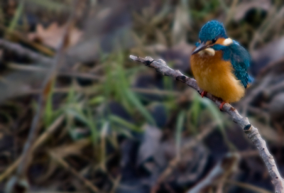 Het was gister een mooie dag om foto's van de ijsvogel daar te maken. Na een uur hadden ik en mijn vader geluk en kwam de ijsvogel op de tak zitten