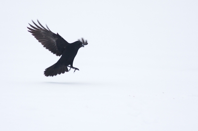In de sneeuw was ik opzoek naar een onderwerp om te fotograferen toen ik een grote groep kraaien in het veld zag. Ik vond het een mooi schouwspel, maar vermoedde dat het mij toch nooit zou gaan lukken om ze te fotograferen, omdat kraaien meestal vrij schuw zijn. Daarna kwam er een man aan lopen met een hond, dus toen vlogen ze op en dus fietste ik door. Maar tot mijn verbazing kwamen we toen ik toch nog even stil ging staan op de plek waar ze eerst zaten terug gevlogen en kon ik vlak voor de landing deze foto maken.
Ik ben benieuwd wat jullie ervan vinden.