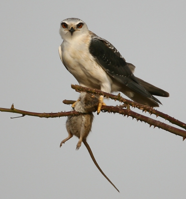 Vond deze nog in de oude doos. Dit is een van mijn mooiste platen ooit gemaakt.  De foto gemaakt met ondergaande zon in mijn rug  op de open vlakte bij Tanji Bird Reserve heb hem later nog 1 x gezien maar kreeg toen geen kans. Het juiste moment en een dosis geluk is hiervoor nodig. Hoop dat de jongens die met Arie Ouwerkerk in Februari naar Gambia gaan ook zo'n kans krijgen. Veel plezier.