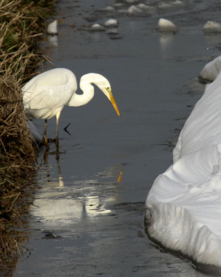 Deze Grote Zilverreiger zag ik nog net in de weilanden op terugreis uit de Biesbosch.