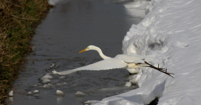 Grote Zilverreiger die langs de Bandijk bij Werkendam op zoek gaat naar voedsel in de ontdooide sloot