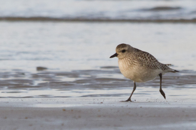 Ik denk dat het een bonte strandloper is, maar ik word er niet echt wijs uit... hopelijk kunnen de experts hier helpen :-)