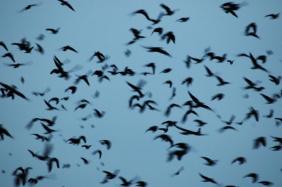 Iedere dag tussen 1600-1700 vliegen er grote zwermen kauwen naar de Uithof vanuit het Utrechts Landschap. Het gaat niet om een paar honderd vogels, maar om duizenden vogels. Het is telkens een indrukwekkend schouwspel dat zich eigenlijk misschien het meest leent voor film. Het gaat gepaard met een oorverdovend gekwetter dat door de dubbele ramen te horen is. Ik heb afgelopen maandag een aantal foto's gemaakt waarvan deze mijn favouriet is. Juist vanwege de beweging en de abstractie waar de foto naar neigt (het zouden ook streken van een kwast kunnen zijn). Wat vinden jullie?