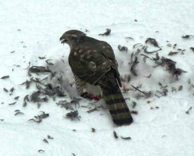 Merel had net ontbeten in de tuin, en werd toen zelf ontbijt.
Dit ontbijt duurde ongeveer 20 minuten.