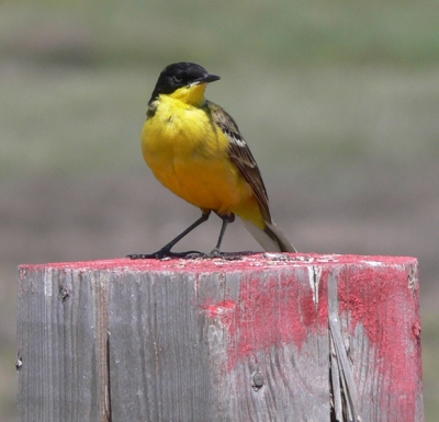 Tijdens een vogelvakantie op Lesbos kwam ik deze vogel tegen. Hij zat - qua kleurencombinatie- perfect op dit gekleurde paaltje. En alsof hij zich dit bewust was, draaide hij rond om zich op z'n voordeligst te laten fotograferen.