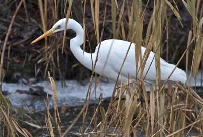 Deze Grote Zilverreiger wandelde mooi over de bevroren vaart door het riet naar open water, waar hij/zij op visjes ging loeren.
Kreeg de reiger er niet helemaal op met mijn 300mm. 
Hier in het zuiden zijn deze Grote Zilverreigers zo schuw dat het me nog niet goed gelukt is ze goed vast te leggen.