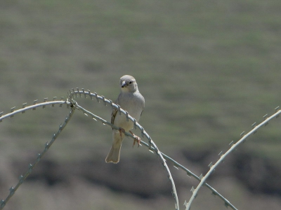 Rare visitor of PRT Camp Feyzabad. Not easy to undeceive between the females of House and Spanish Sparrows.