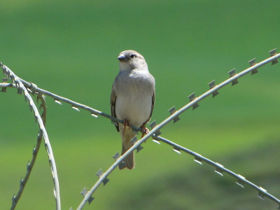 Rare visitor in PRT Camp Feyzabad.Jung birds not observe, but old birds in breedingtime stay in the area.