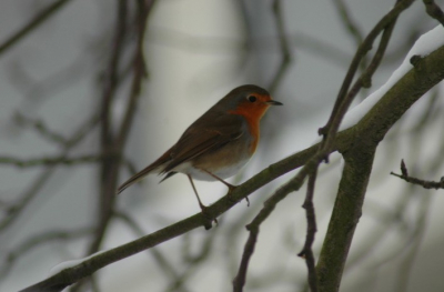 Na al het geknal van oudejaarsavond begroet ons deze roodborst tijdens het wandelen met de hond. Weer rust na een hectische en lawaaiige nacht.