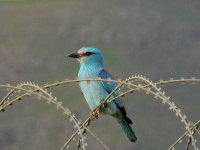 The first roller arrive Feyzabad on 27.April. Some times it is possible to observe more then ten pairs in the area.