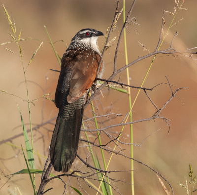 In Gambia is het geen probleem een Senegal Coucal te fotograferen. In Ethiopi was deze de enigste in zijn soort die we tegenkwamen. Gemaakt vanaf 17,5m1 met een temperatuur van 35 graden! Niet bevordelijk voor de foto maar wel heerlijk.