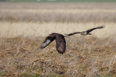 Op naar FL.Daar aangekomen een hoop fotograven die al bezig waren met het platen van de Ruigpootbuizerd's.Na een half uurtje tehebben genoten van deze soort,merkte ik al snel dat er meer tezien is op deze akker.Dus ik besloot de RGB's aan de mensen met de 800mm over telaten en ging wat verder op staan.Al snel viel mijn oog op een biddende Buizerd die op iets dook,al snel moest hij vliegen voor zijn leven vanwege deze enorme Havik.