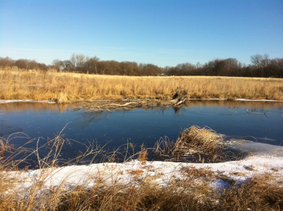 This is the Weaver Park in Urbana, where the Northern Flickers came for a morning sip of water