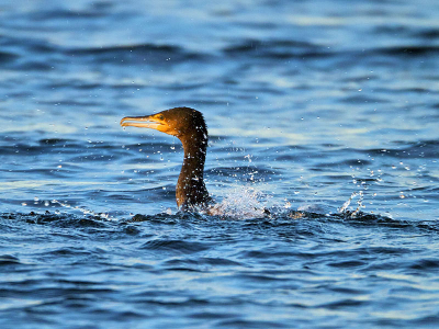 Even afspoelen na de jacht... lekkere spetters!
Ik ben nu eigenlijk een kleine maand de boeiende wereld van de vogel fotografie aan het verkennen, en hoop op goede opbouwende kritieken!