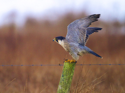 Ik ben nu eigenlijk een kleine maand de boeiende wereld van de vogel fotografie aan het verkennen, en hoop op goede opbouwende kritieken!
Deze is uit een kleine serie vanuit rust naar vlucht...