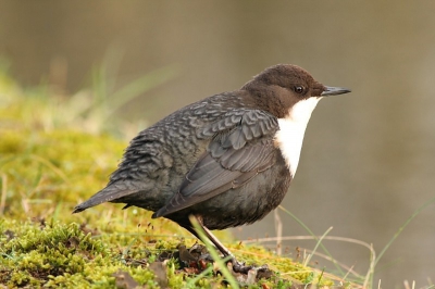 Vandaag eindelijk eens tijd gehad om de waterspreeuw op te zoeken. Terwijl ik rustig langs het kanaaltje zat kwam de vogel naar me toe lopen. Bijzonder vermakelijke vogel!