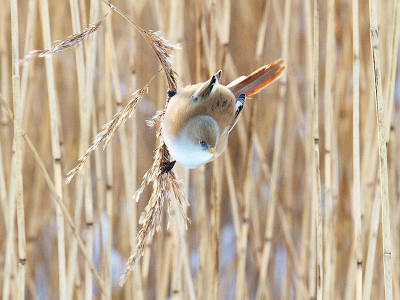 Ik ben nu eigenlijk een maand de boeiende wereld van de vogel fotografie aan het verkennen, en hoop op goede opbouwende kritieken!
Dit vrouwtje was goed te benaderen met m'n 200 milimeter...