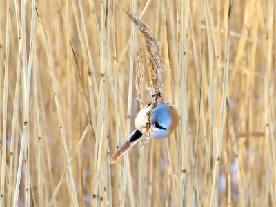 Ik ben nu eigenlijk een maand de boeiende wereld van de vogel fotografie aan het verkennen, en hoop op goede opbouwende kritieken!
Dit mannetje was goed te benaderen met m'n 200 milimeter...