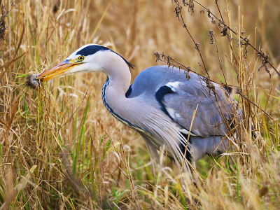Ik ben nu eigenlijk een maand de boeiende wereld van de vogel fotografie aan het verkennen, en hoop op leerzame en goede opbouwende kritieken!
Wat zijn dit trefzekere en mooie jagers!