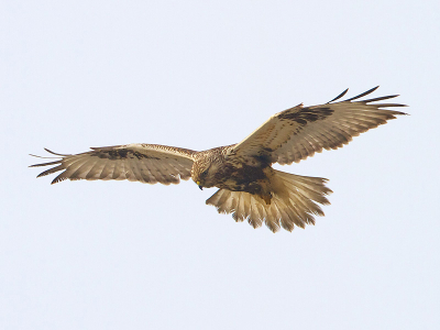 Ik ben nu eigenlijk een maand de boeiende wereld van de vogel fotografie aan het verkennen, en hoop op leerzame en goede opbouwende kritieken!
Enorm lastig om roofvogels 'te vangen' met een 800 millimeter lens....
Klopt het dat dit een bruine kiekendief is?