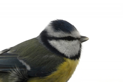 Prachtigdie pimpeltjes, een beetje mijn favoriet.
En dan met die sneeuw als achtergrond komt het toch wel schattige koppie goed uit.