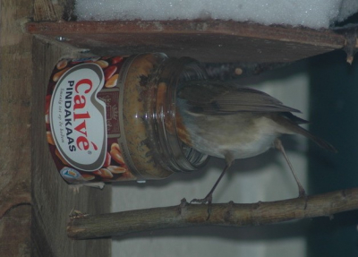 Pindakaas...wie is er niet groot mee geworden..? Deze roodborst komt de winter wel door.