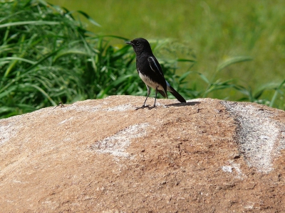 Together with Common Stonechat breed Pied Bushchat
in the area of PRT Feyzabad, Badakshan, Afghanistan.
Stonehat arrive Feyzabad at 10. March and Pied Bushchat at 12, April