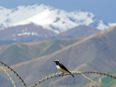 Pied Wheatear arrive PRT Feyzabad, Badakshan, at 23. April only in migration. No breeding in the area was observe in 2010.