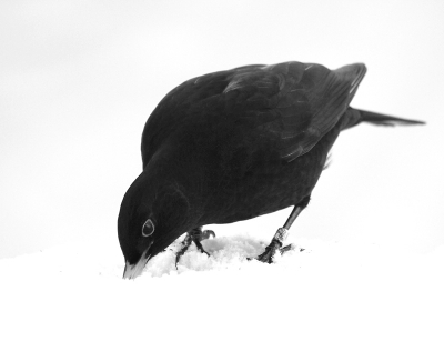 Een stuk of 4 mannen-merels in onze tuin,veel ruzie om de tuin en de vrouwen in de sneeuw.
Het verbaasde mij te zien dat deze merel geringd is.
Ik zal nog eens proberen een foto van heel dichtbij te maken,misschien kan ik zien wat er op staat.