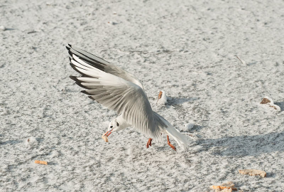 Hier zaten veel meeuwen en hadden ook honger. Brood en een visje ging er goed in.