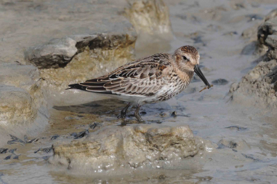Deze bonte strandloper liet zich de vis goed smaken.